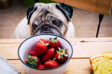 mag hond aardbei mag hond aardbei