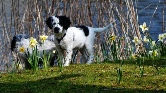 nederlandse hond nederlandse hond