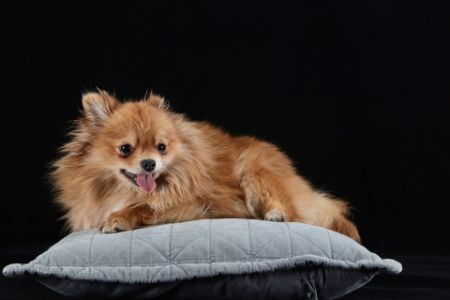 pomchi hond