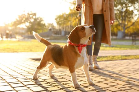 riem hond petlando riem hond petlando