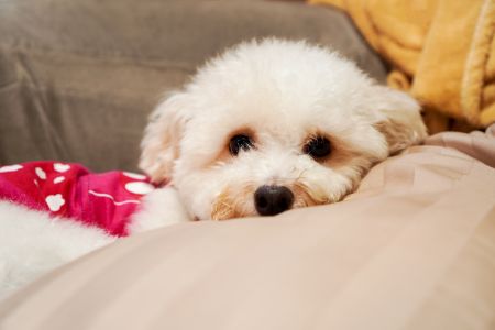 scruffs kussen hond
