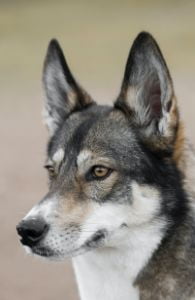 tamaskan hond tamaskan hond