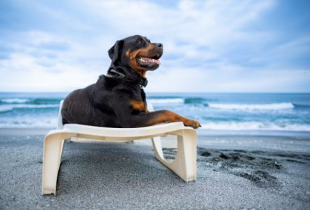 topmast honden ligbed