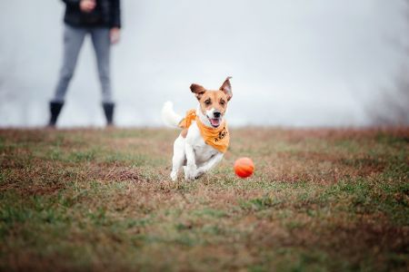 trixie honden speelgoed trixie honden speelgoed