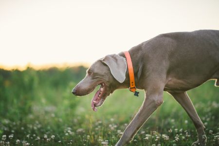weimaraner weimaraner