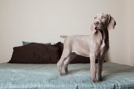 weimarse staande hond weimarse staande hond