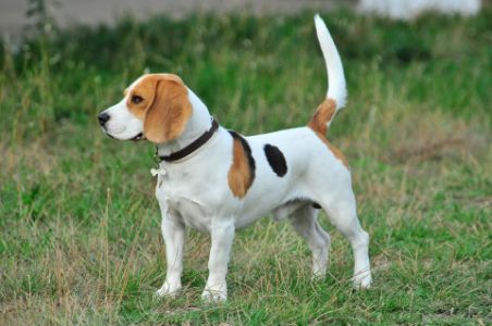 beaglier