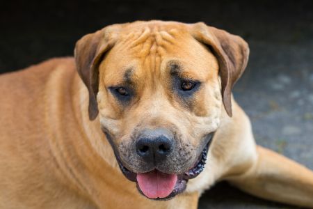 boerboel hond boerboel hond