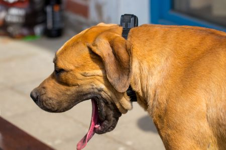 boerboel boerboel
