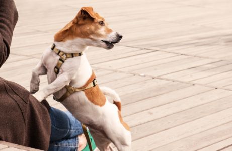 bruin hondentuig bruin hondentuig