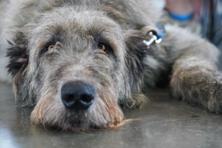 deerhound deerhound