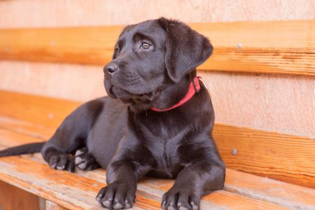 flamingo halsband flamingo halsband