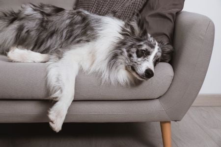 grijs honden kussen