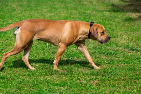 hond boerboel hond boerboel