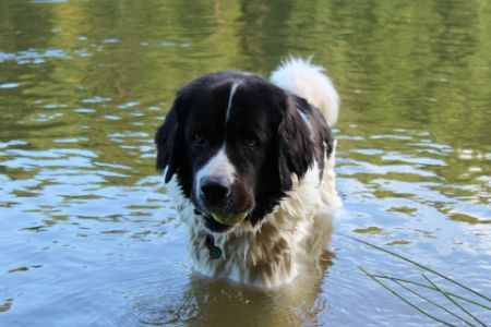 hond landseer hond landseer
