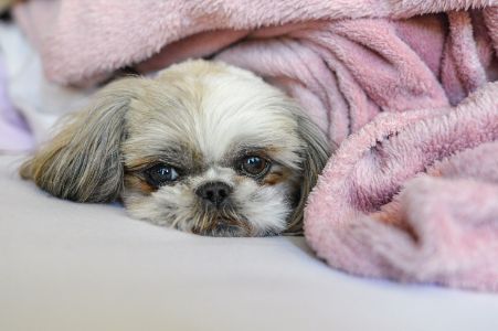 honden kussen oud roze