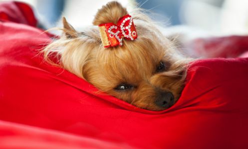 kussen hond rood