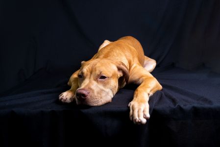 kussen hond zwart
