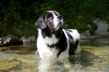 landseer hond landseer hond