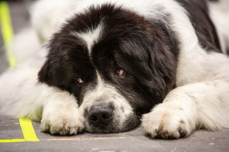landseer landseer