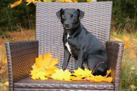 patterdale terrier karakter patterdale terrier karakter