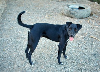 patterdale terrier patterdale terrier
