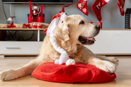 rode honden kussen