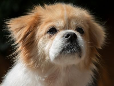 tibetaanse spaniel hond tibetaanse spaniel hond