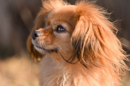 tibetaanse spaniel tibetaanse spaniel