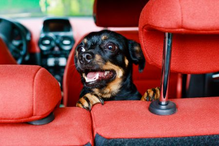 autostoel doxie