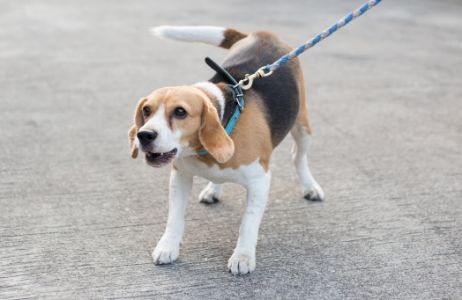 blauwe honden riem blauwe honden riem