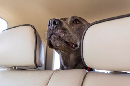 doxie autostoel