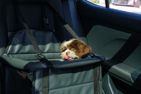 honden autostoel kurgo