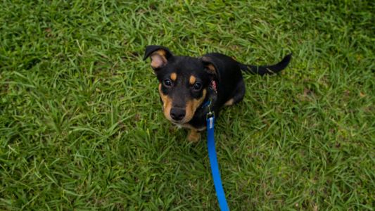honden riem blauw honden riem blauw
