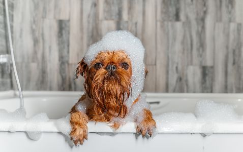 honden shampoo lief