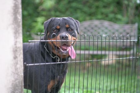 puppyren 60 cm hoog puppyren 60 cm hoog