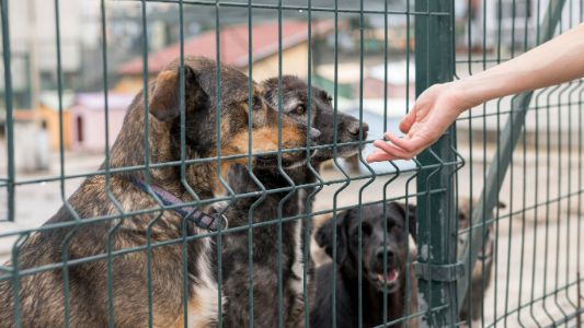 puppyren van 100 cm hoog puppyren van 100 cm hoog