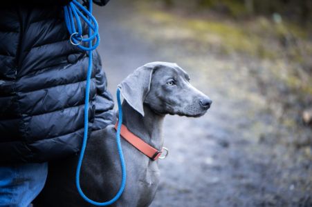 riem hond blauw riem hond blauw