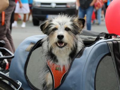 topmast fietskar hond topmast fietskar hond