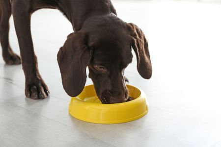 voerbak hond trixie voerbak hond trixie