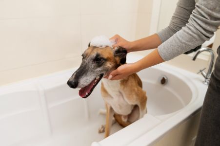 yuup honden shampoo yuup honden shampoo