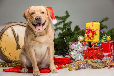 adventskalender honden adventskalender honden
