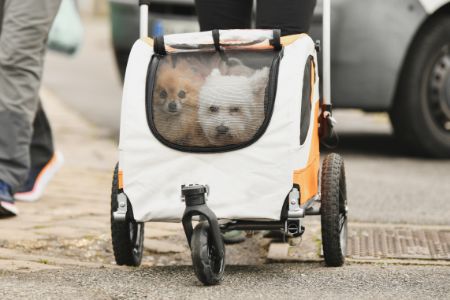 beeztees honden buggy