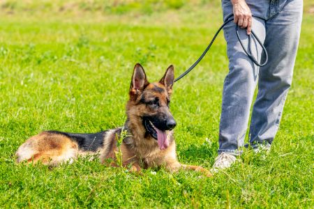 groene honden riem groene honden riem