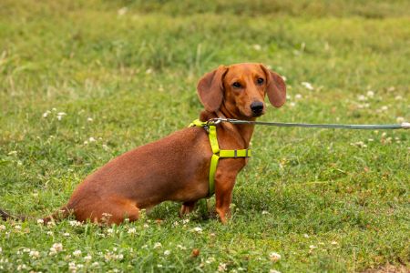 groene riem hond groene riem hond