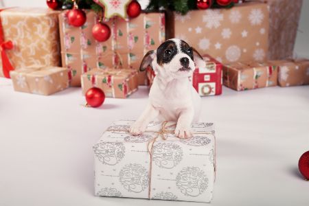 honden adventskalender honden adventskalender