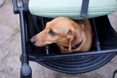 honden buggy beeztees
