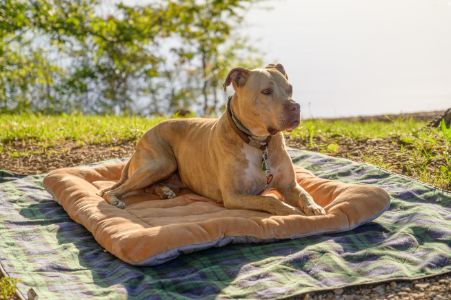 honden kussen 120x90