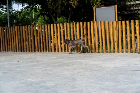 honden omheining honden omheining