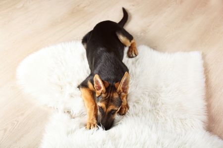 hondenkussen nobleza